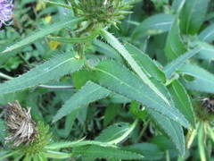 Cirsium vlassovianum