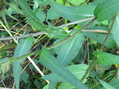 Cirsium vlassovianum
