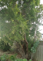 Leptospermum petersonii
