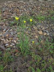 Tragopogon serotinus