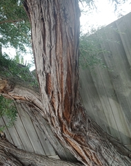 Leptospermum petersonii