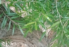 Leptospermum petersonii