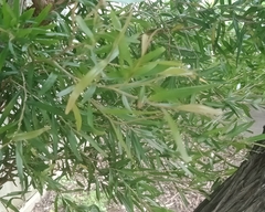 Leptospermum petersonii