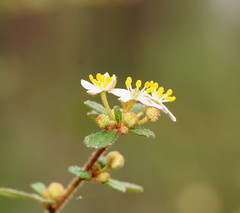 Asterolasia asteriscophora albiflora