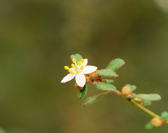 Asterolasia asteriscophora albiflora