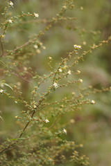 Asterolasia asteriscophora albiflora
