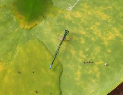 Paracercion hieroglyphicum