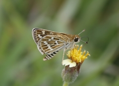 Taractrocera maevius