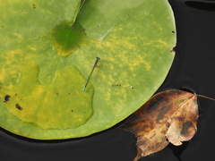 Paracercion hieroglyphicum