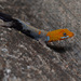 Yellow-headed Gecko - Photo (c) Geoff Gallice, some rights reserved (CC BY)
