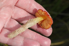 Hygrocybe conicoides