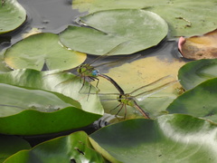 Anax parthenope julius