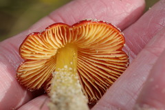 Hygrocybe conicoides