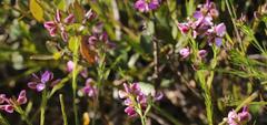 Polygala ericifolia