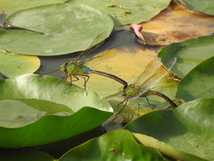 Anax parthenope julius