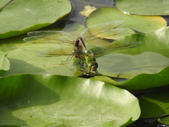 Anax parthenope julius