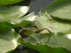 Anax parthenope julius