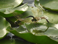 Anax parthenope julius