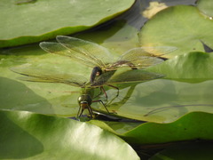 Anax parthenope julius