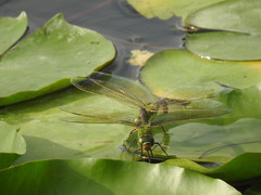 Anax parthenope julius
