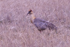 Theristicus branickii