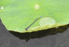 Paracercion calamorum