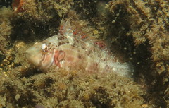 Pteragogus enneacanthus