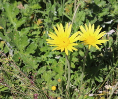 Haplocarpha lyrata