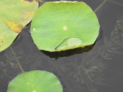 Paracercion calamorum