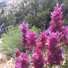 Salvia pachyphylla