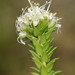 Agathosma apiculata - Photo (c) Sandra Falanga, algunos derechos reservados (CC BY-NC), uploaded by Sandra Falanga