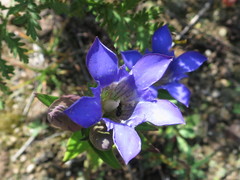 Gentiana scabra
