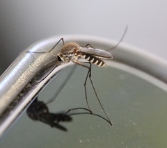 Tripteroides atripes