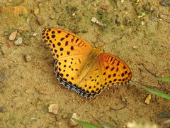 Argynnis hyperbius