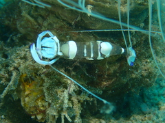 Ancylomenes magnificus