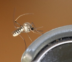 Tripteroides atripes