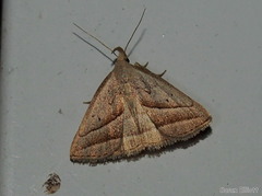 Macrochilo absorptalis