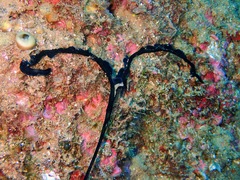 Bonellia viridis