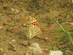 Argynnis hyperbius