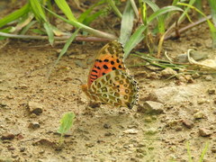 Argynnis hyperbius