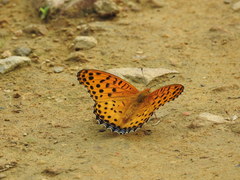 Argynnis hyperbius