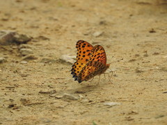 Argynnis hyperbius