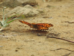 Argynnis hyperbius