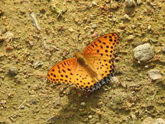 Argynnis hyperbius