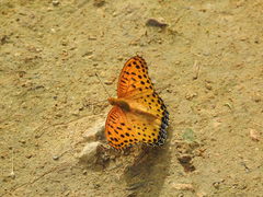 Argynnis hyperbius