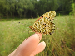 Argynnis hyperbius