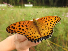 Argynnis hyperbius