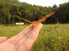 Argynnis hyperbius