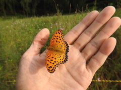 Argynnis hyperbius