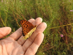 Argynnis hyperbius